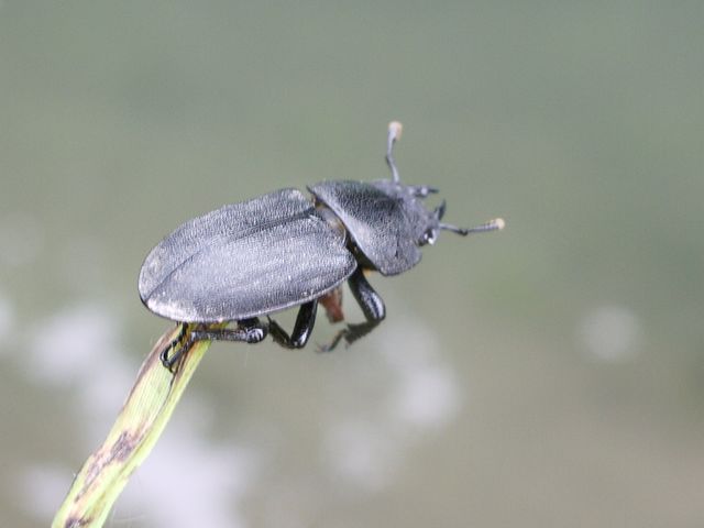 Coleottero da determinare: Dorcus