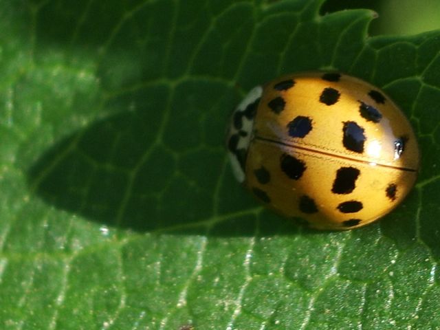 Harmonia axyridis