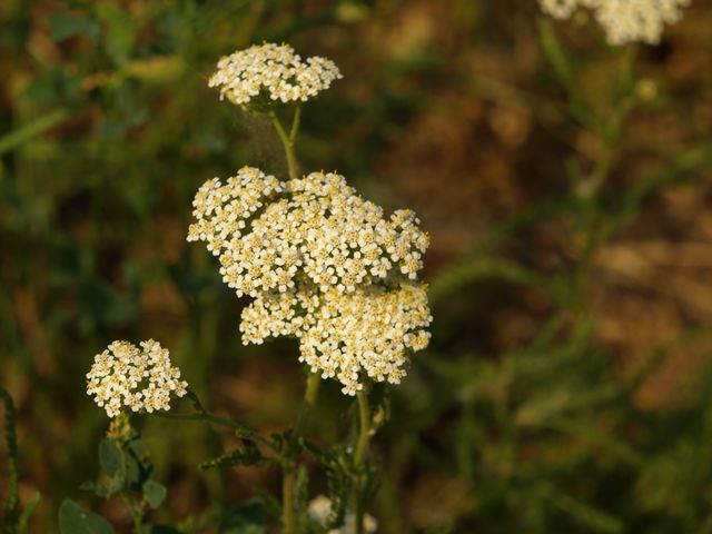 Achillea ?