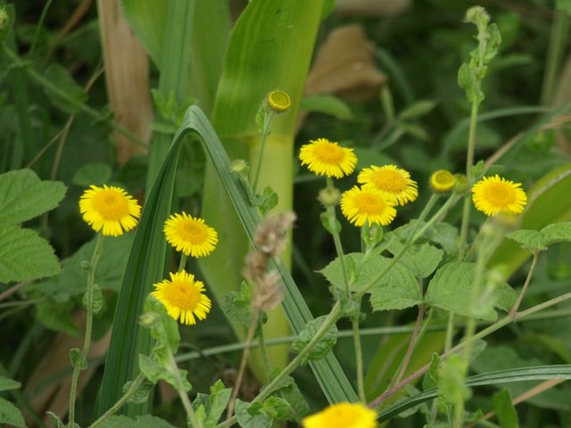 Pulicaria dysenterica / Incensaria comune