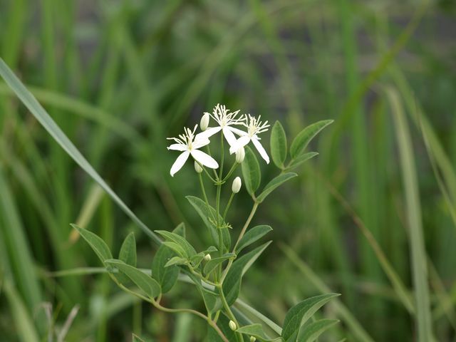 Clematis recta