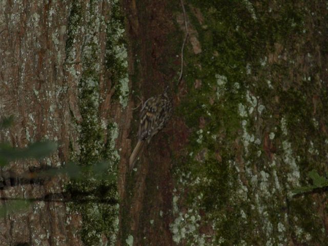 Uccellini da identificare