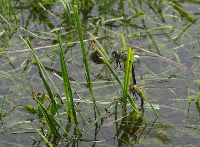 Anax imperator ?