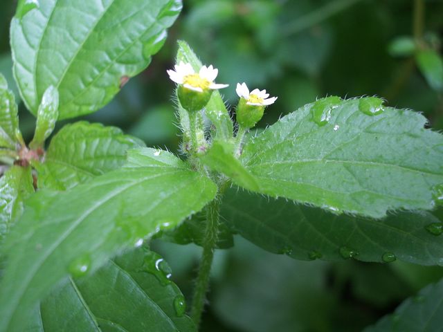 Galinsoga quadriradiata / Galinsoga ciliata