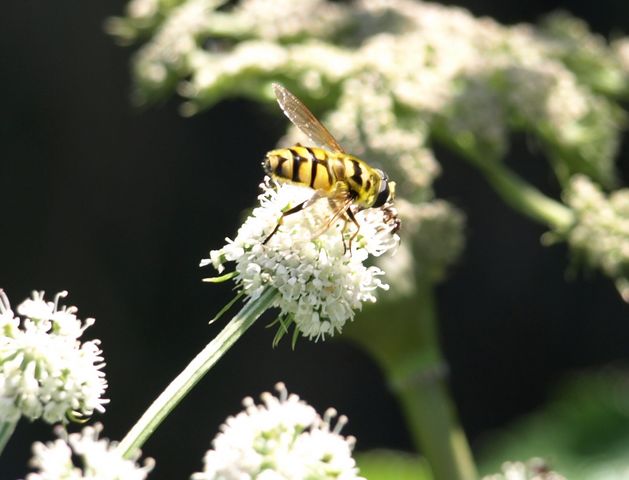 Imenotteri da identificare