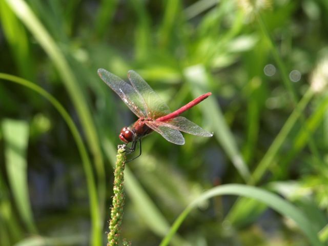 Libellula da determinare