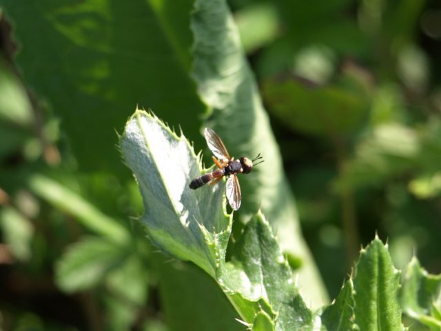 Physocephala del gruppo vittata (Conopidae)