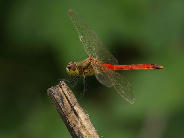Sympetrum fonscolombei ?