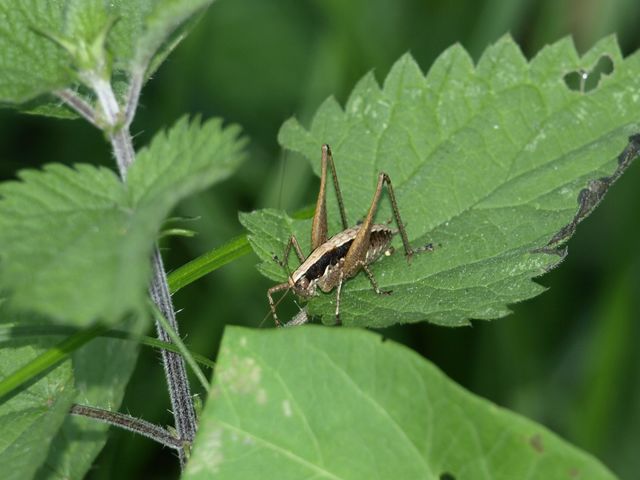 Yersinella raymondi (Tettigoniidae)
