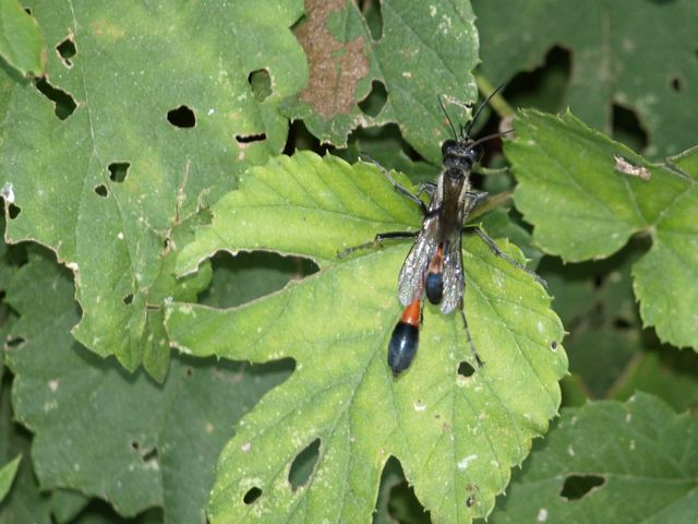 Accoppiamento di Ammophila df. sabulosa (Sphecidae).