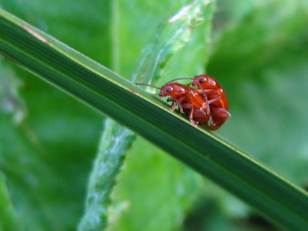 Coleottero da determinare: Neocrepidodera