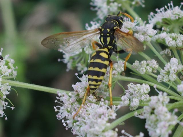 Polistes cf. dominulus  (Vespidae)