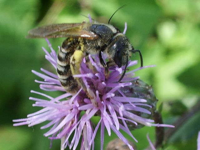 Femmina di Apidae Halictinae: cfr. Halictus sp.