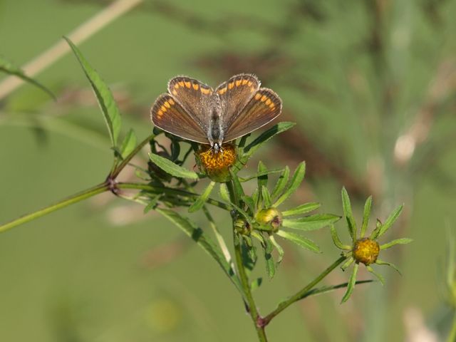 Polyommatus icarus  ?