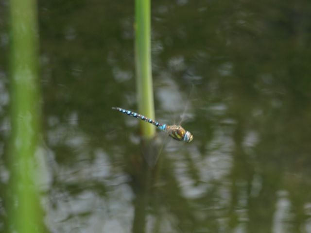 Aeshna juncea ?