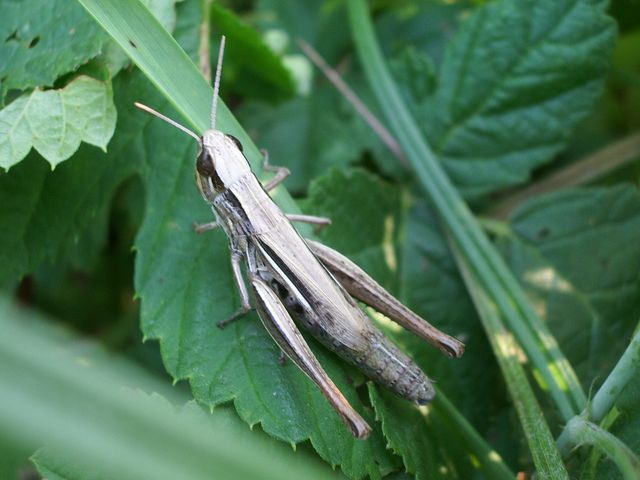 Euchorthippus declivus e Omocestus rufipes