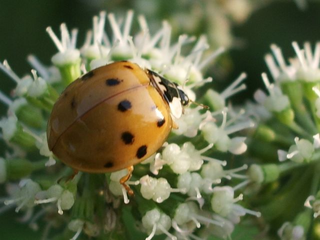 Coleotteri da determinare del Cremasco