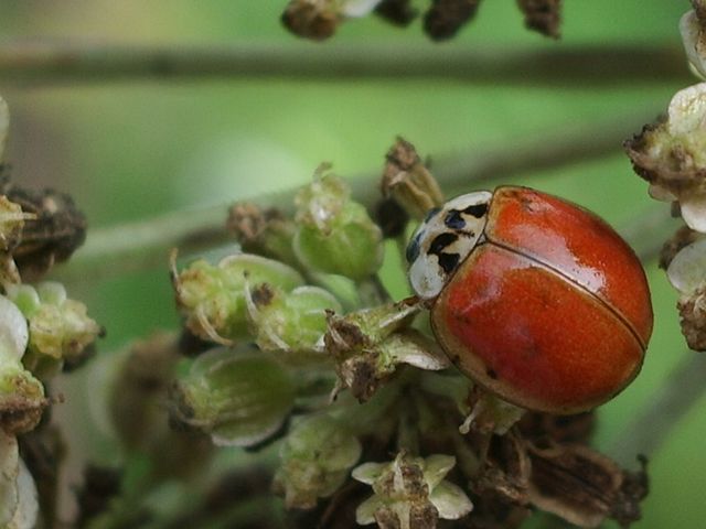 Harmonia axyridis  del Cremasco