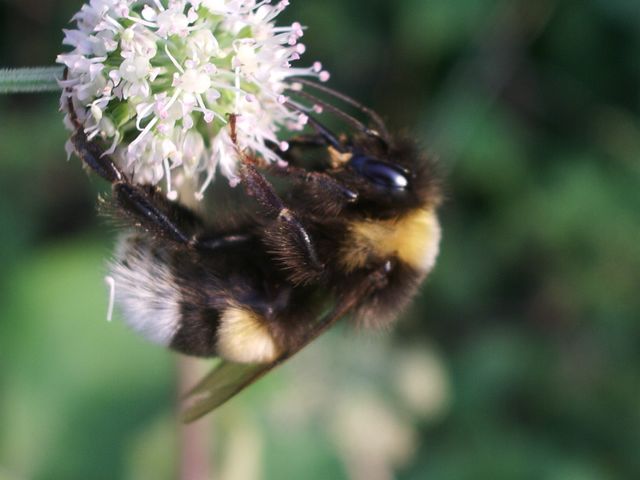 Bombus da identificare