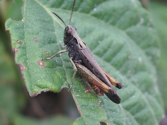 Omocestus rufipes