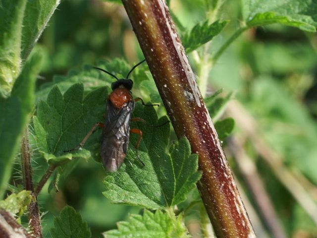 Dolerus etruscus (Tenthredinidae)