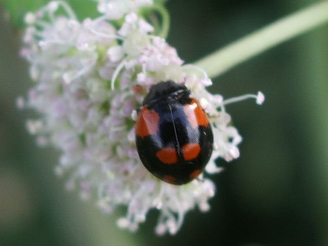 Adalia bipunctata cremasca