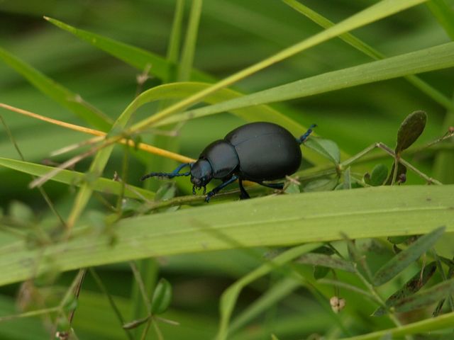 Coleottero da identificare: Timarcha nicaeensis