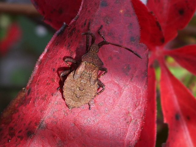 Coreus marginatus della campagna cremasca