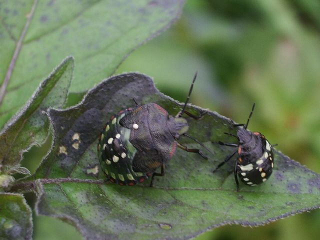 Neanidi e ninfe di  Nezara viridula del Cremasco (CR)