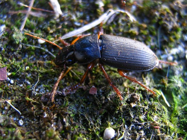 Coleottero da determinare: Pseudoophonus rufipes