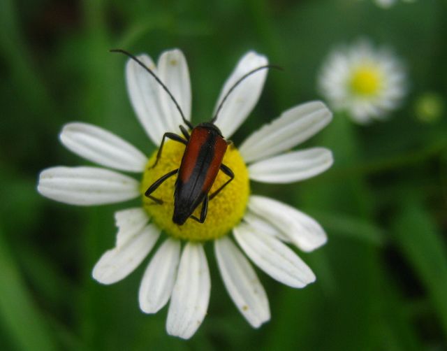 Coleottero da determinare 3: Stenurella melanura