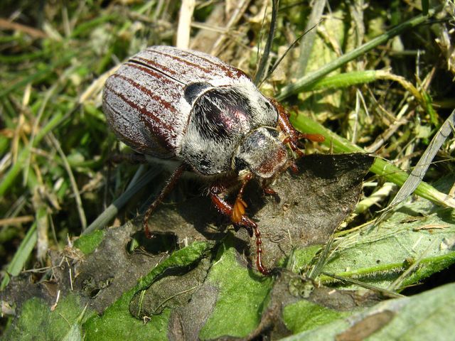 Anoxia villosa  ? No, Melolontha melolontha