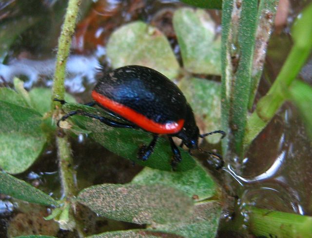 Da identificare: Chrysolina rossia