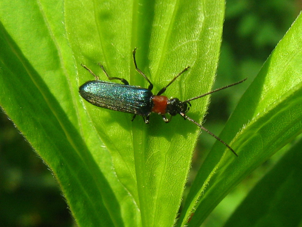 Coleottero da identificare: Anogcodes ruficollis