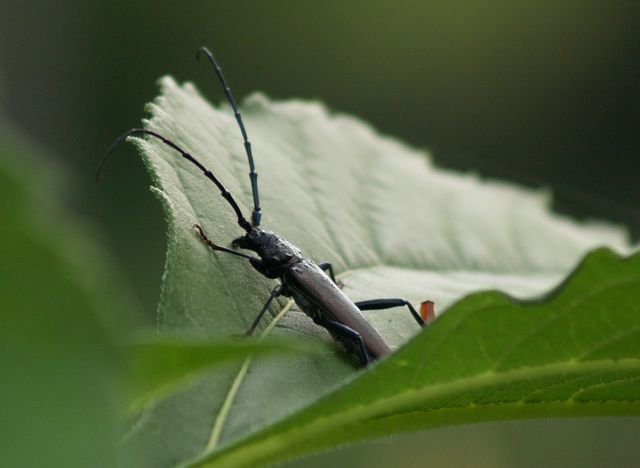 Da identificare 3: Aromia moschata