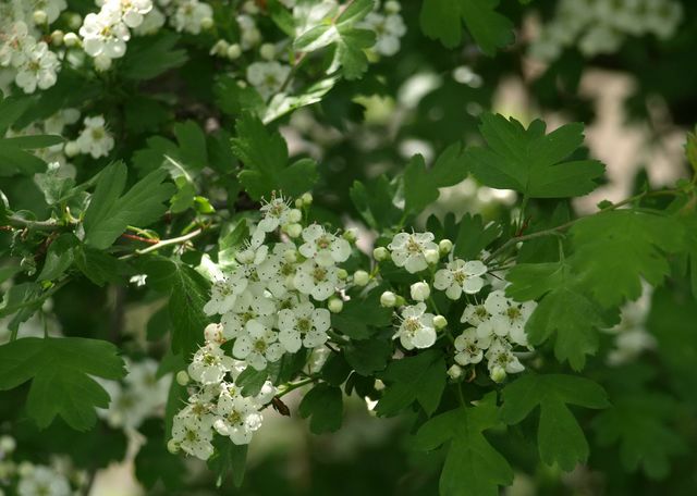 Crataegus monogyna