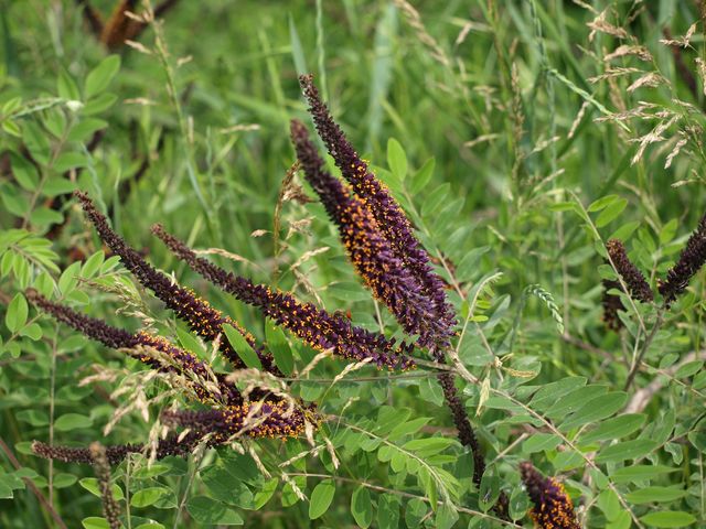Amorpha fruticosa / Indaco bastardo