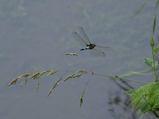 Libellula da identificare