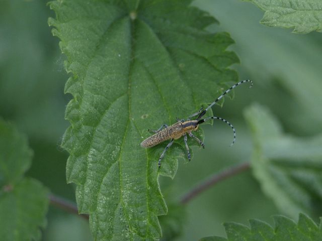 Cerambycidae da determinare Agapanthia villosoviridescens
