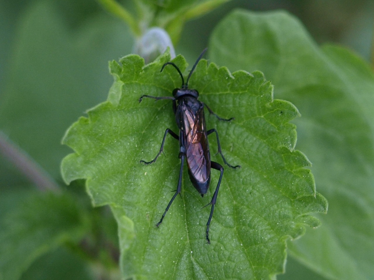 Da identificare - Macrophya annulata