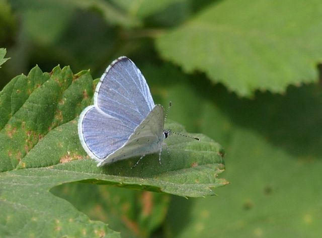 Farfallina da identificare - Celastrina argiolus