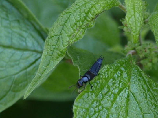 Presunto coleottero da identificare: Philonthus cfr. succicola