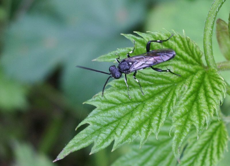 Macrophya sp. (Tenthredinidae)