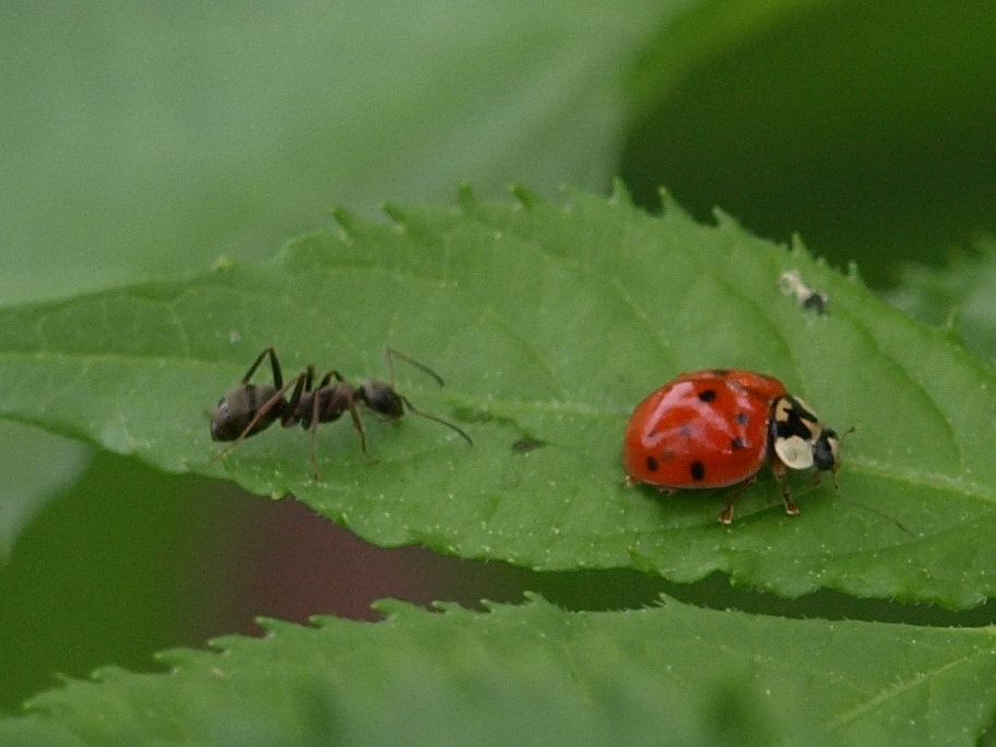 Harmonia axyridis o altro ?