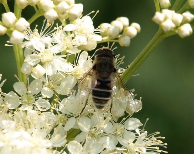 Syrphidae da identificare