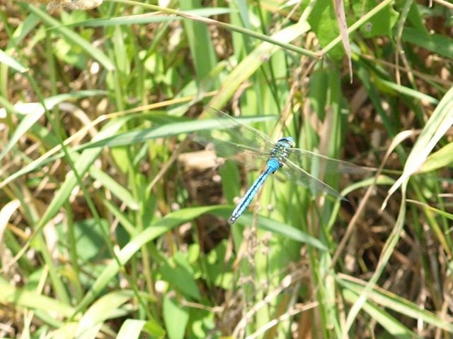 libellula da identificare