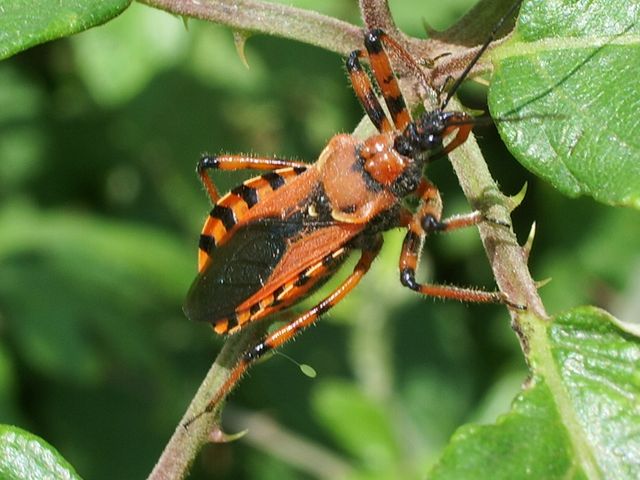 Reduviidae: Rhynocoris rubricus della provincia di Cremona