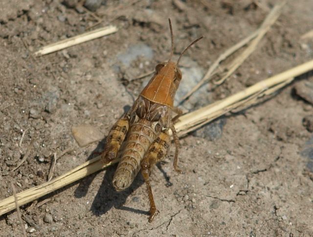 Ninfe di Calliptamus sp.