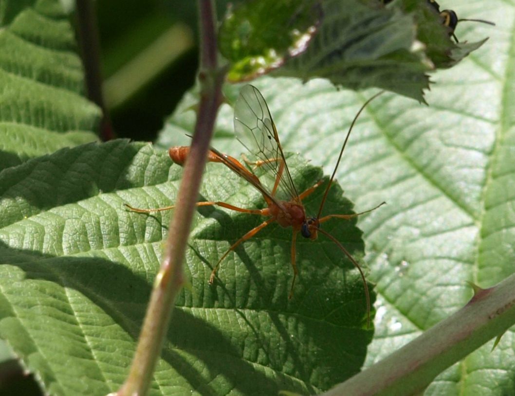Ichneumonidae probabile Ophion sp.