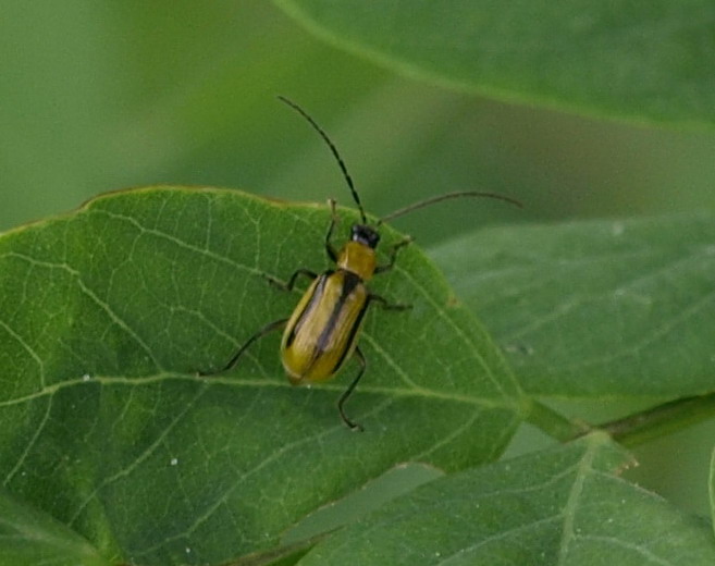 Presunto coleottero giallo da determinare